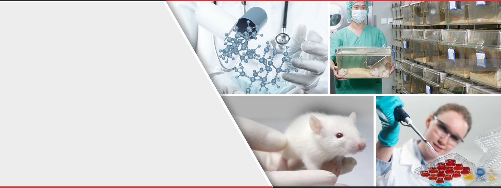 Orchid Scientific Manufacturer of Laboratory Animal cages, Mice, Rat